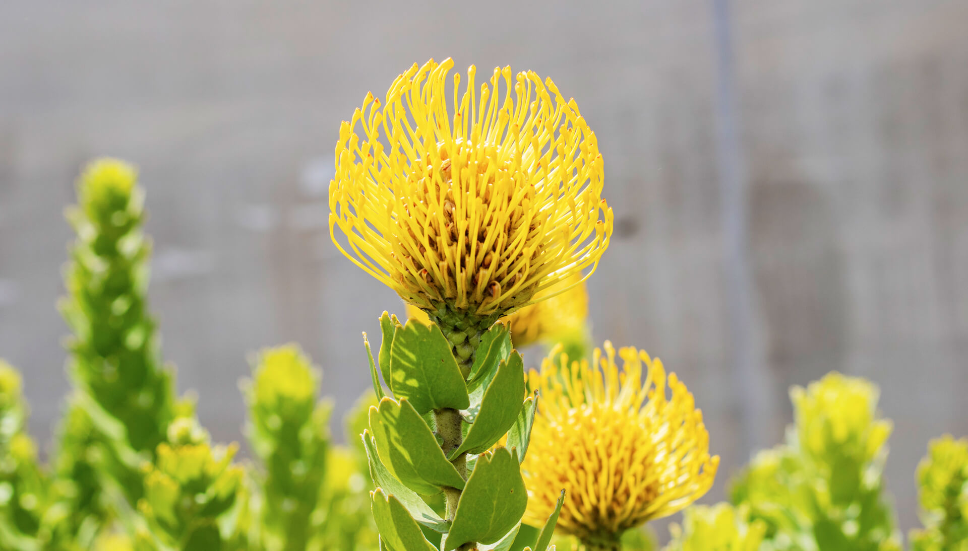 La flor que no puede faltar