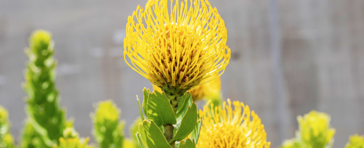 The flower that should be