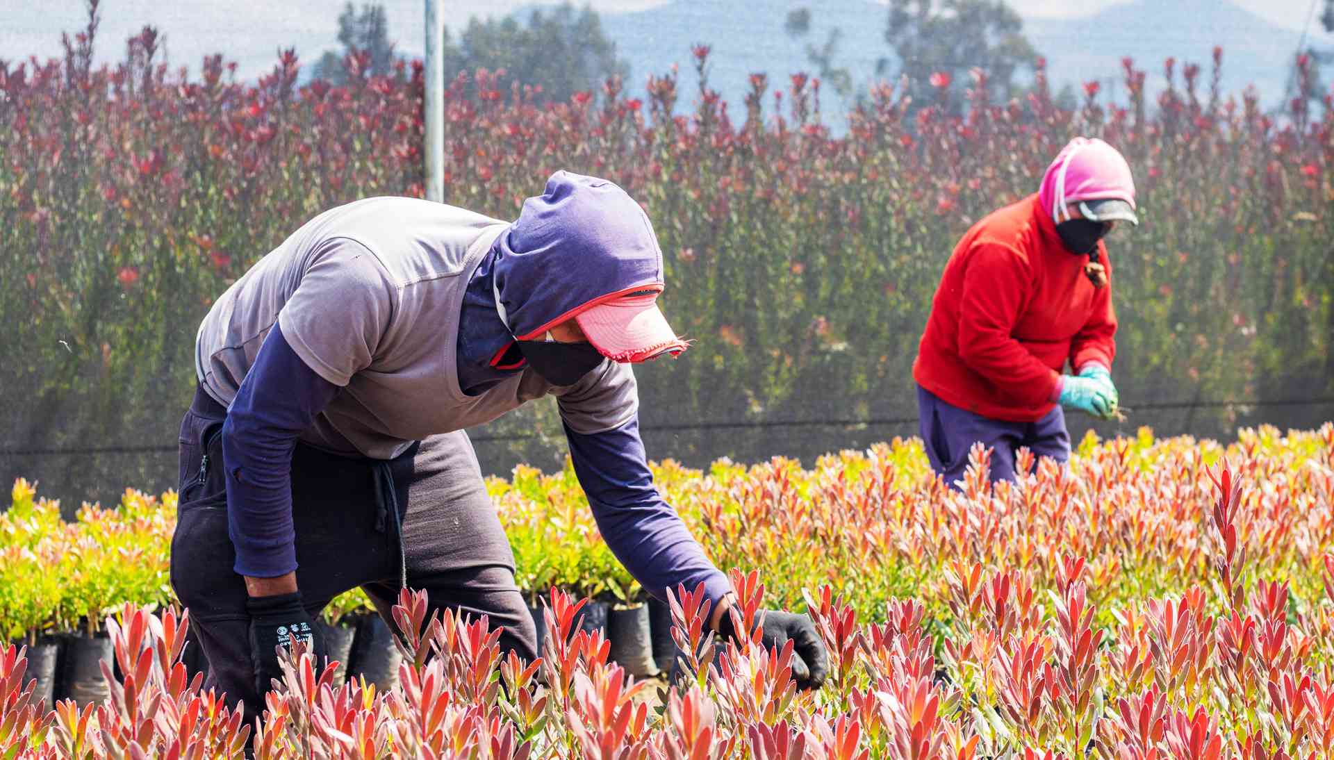 Behind the Scenes: Where Excellence Blooms in Expert Hands