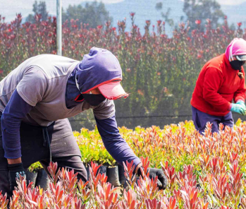 Behind the Scenes: Where Excellence Blooms in Expert Hands