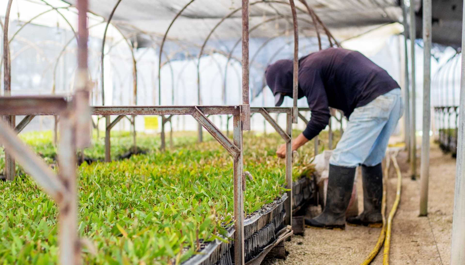 Forjando Lazos: El Vínculo Paternal entre los agricultores y las flores de nuestra plantación.