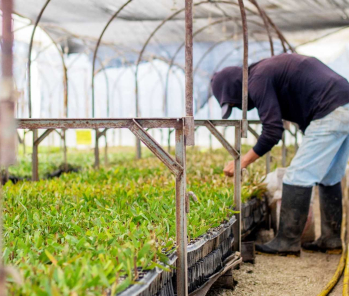 Forjando Lazos: El Vínculo Paternal entre los agricultores y las flores de nuestra plantación.